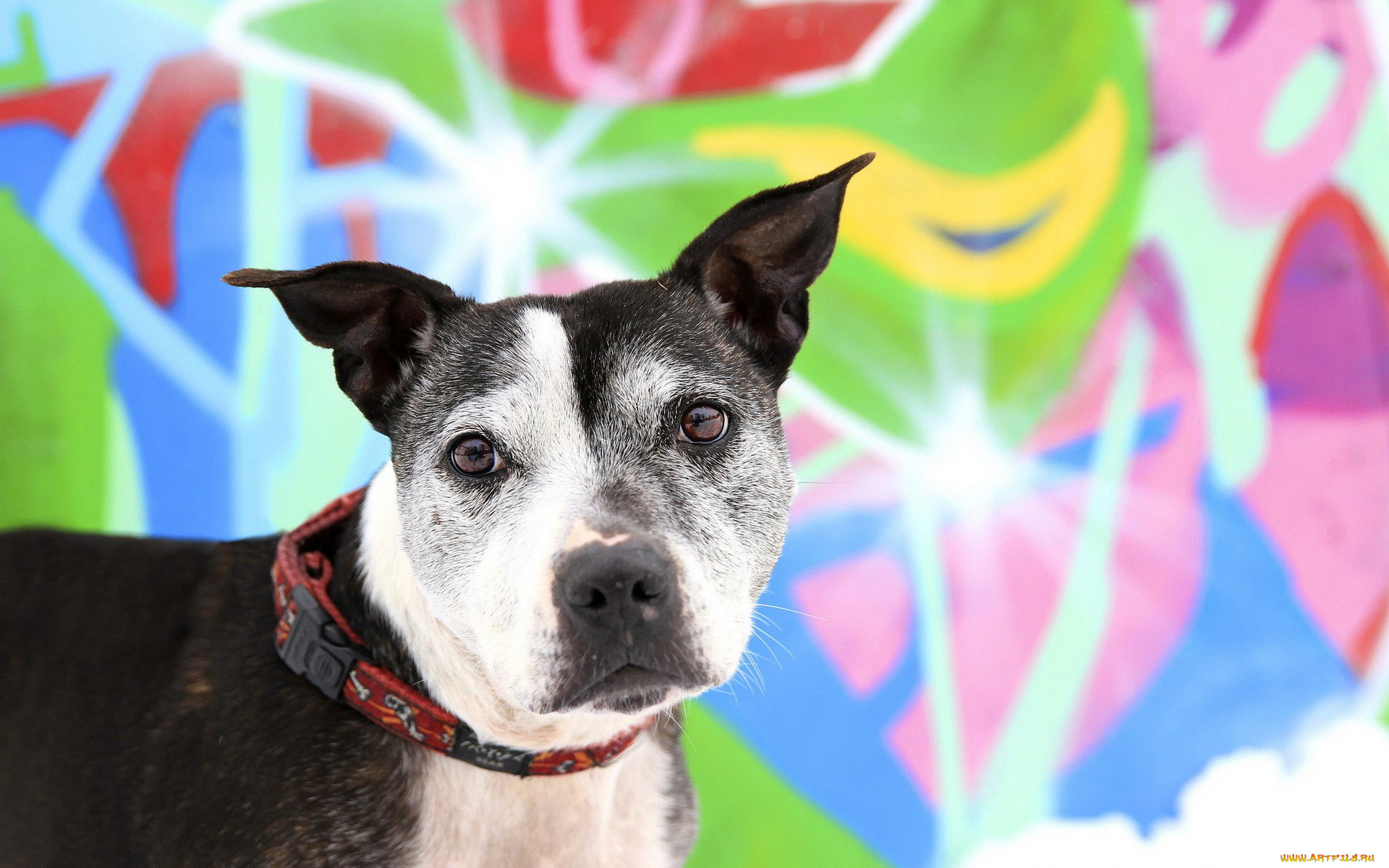 , , staffordshire, terrier, , 